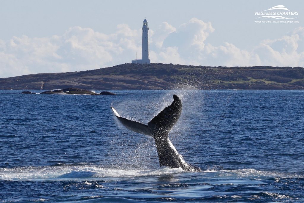 Humpback Whale Tail Slapping with Dolphins